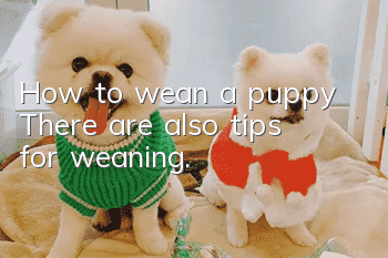 How to wean a puppy? There are also tips for weaning.