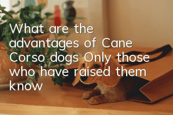 What are the advantages of Cane Corso dogs? Only those who have raised them know