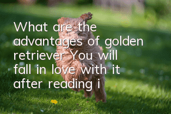 What are the advantages of golden retriever? You will fall in love with it after reading it