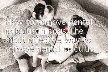 How to remove dental calculus in dogs The most effective way to remove dental calculus