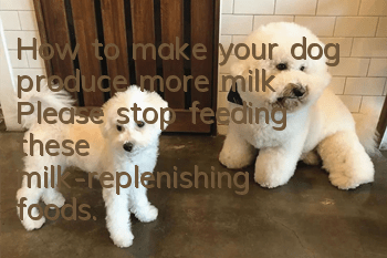 How to make your dog produce more milk? Please stop feeding these milk-replenishing foods.
