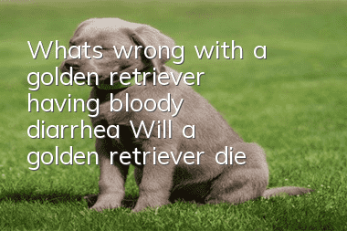 What’s wrong with a golden retriever having bloody diarrhea? Will a golden retriever die from diarrhea?