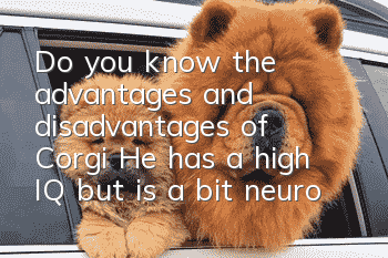 Do you know the advantages and disadvantages of Corgi? He has a high IQ but is a bit neurotic.
