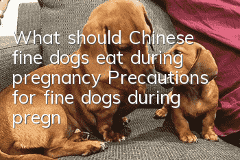 What should Chinese fine dogs eat during pregnancy? Precautions for fine dogs during pregnancy