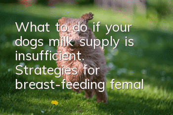 What to do if your dog’s milk supply is insufficient. Strategies for breast-feeding female dogs