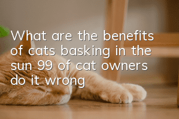 What are the benefits of cats basking in the sun? 99% of cat owners do it wrong!