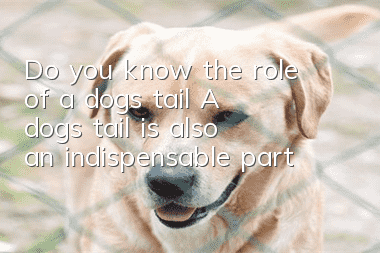 Do you know the role of a dog’s tail? A dog’s tail is also an indispensable part