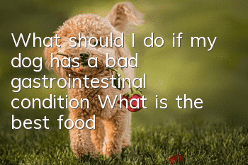 What should I do if my dog ​​has a bad gastrointestinal condition? What is the best food to treat a dog with a bad gastrointestinal condition?