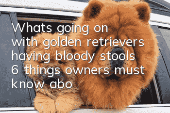 What's going on with golden retrievers having bloody stools? 6 things owners must know about the causes of golden retrievers having bloody stools!