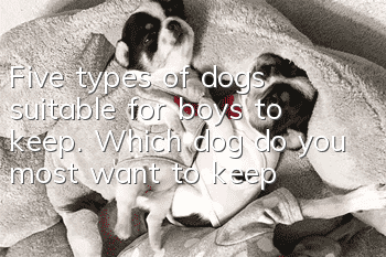 Five types of dogs suitable for boys to keep. Which dog do you most want to keep?