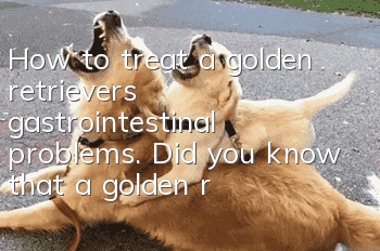 How to treat a golden retriever’s gastrointestinal problems. Did you know that a golden retriever’s gastrointestinal problems are a common phenomenon?