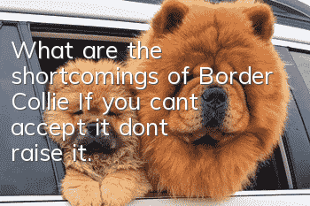 What are the shortcomings of Border Collie? If you can’t accept it, don’t raise it.