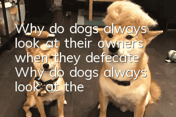 Why do dogs always look at their owners when they defecate? Why do dogs always look at their owners when they poop?