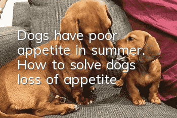Dogs have poor appetite in summer. How to solve dog’s loss of appetite