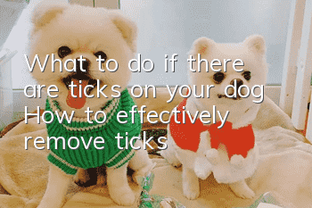 What to do if there are ticks on your dog How to effectively remove ticks