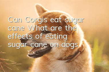 Can Corgis eat sugar cane? What are the effects of eating sugar cane on dogs?