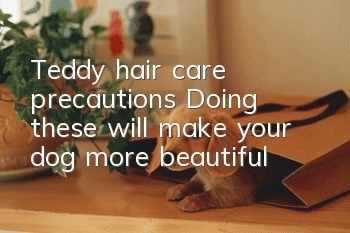 Teddy hair care precautions: Doing these will make your dog more beautiful