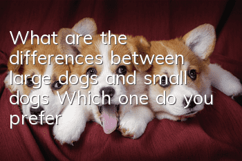 What are the differences between large dogs and small dogs? Which one do you prefer?