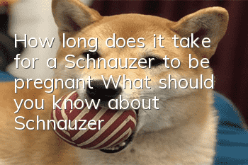 How long does it take for a Schnauzer to be pregnant? What should you know about Schnauzer birth changes?