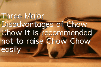 Three Major Disadvantages of Chow Chow It is recommended not to raise Chow Chow easily