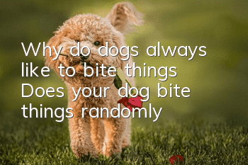 Why do dogs always like to bite things? Does your dog bite things randomly?