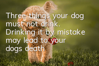Three things your dog must not drink. Drinking it by mistake may lead to your dog’s death.