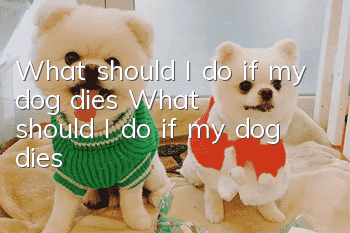 What should I do if my dog ​​dies? What should I do if my dog ​​dies?
