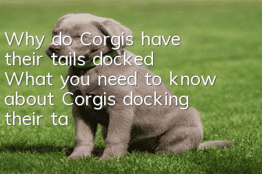 Why do Corgis have their tails docked? What you need to know about Corgis docking their tails