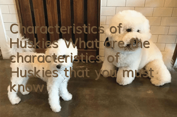 Characteristics of Huskies What are the characteristics of Huskies that you must know!