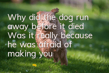Why did the dog run away before it died? Was it really because he was afraid of making you sad?