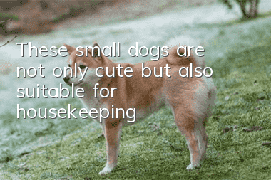 These small dogs are not only cute but also suitable for housekeeping