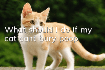 What should I do if my cat can’t bury poop?