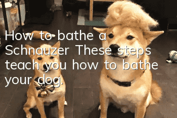 How to bathe a Schnauzer? These steps teach you how to bathe your dog.