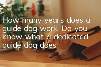 How many years does a guide dog work? Do you know what a dedicated guide dog does?