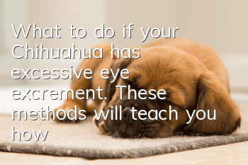What to do if your Chihuahua has excessive eye excrement. These methods will teach you how to relieve the problem of excessive eye excrement in your dog.