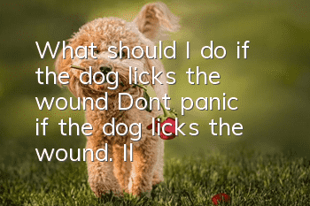 What should I do if the dog licks the wound? Don’t panic if the dog licks the wound. I’ll tell you when you need an injection.