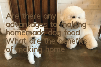 Are there any advantages to making homemade dog food? What are the benefits of making homemade dog food?