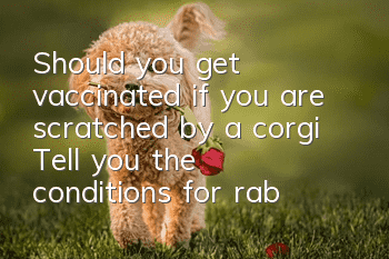 Should you get vaccinated if you are scratched by a corgi? Tell you the conditions for rabies vaccination
