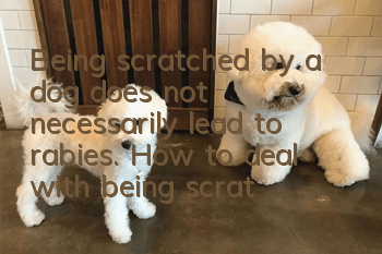 Being scratched by a dog does not necessarily lead to rabies. How to deal with being scratched and licked by a dog.