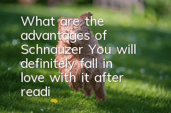What are the advantages of Schnauzer? You will definitely fall in love with it after reading this