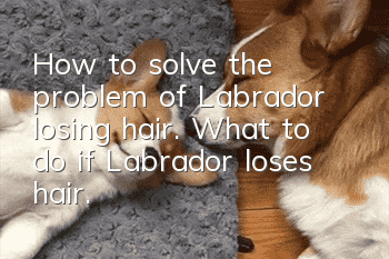 How to solve the problem of Labrador losing hair. What to do if Labrador loses hair.