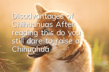 Disadvantages of Chihuahuas: After reading this, do you still dare to raise a Chihuahua?