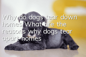 Why do dogs tear down homes? What are the reasons why dogs tear apart homes?