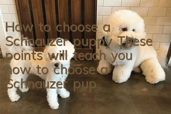 How to choose a Schnauzer puppy? These points will teach you how to choose a Schnauzer puppy.