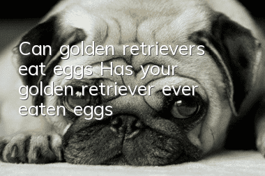 Can golden retrievers eat eggs? Has your golden retriever ever eaten eggs?