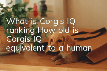 What is Corgi’s IQ ranking? How old is Corgi’s IQ equivalent to a human?