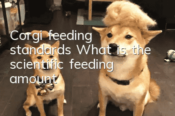 Corgi feeding standards: What is the scientific feeding amount?