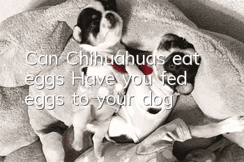 Can Chihuahuas eat eggs? Have you fed eggs to your dog?