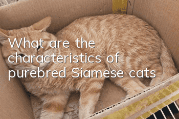 What are the characteristics of purebred Siamese cats?