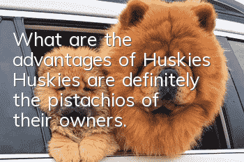 What are the advantages of Huskies? Huskies are definitely the pistachios of their owners.